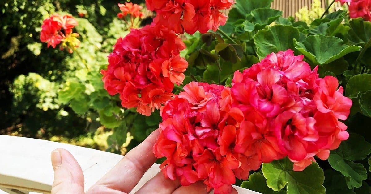 Anyósom titkos muskátli-trükkje: Így lesz kerted a környék ékköve!