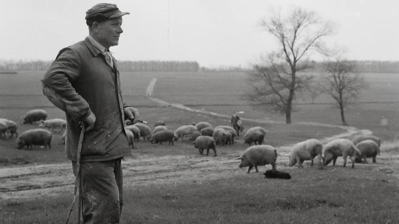 Kvíz: vezetékneveinkben még viseljük őket, de tudjuk is, hogy mivel foglalkozott a tímár, a bognár vagy a szűcs?