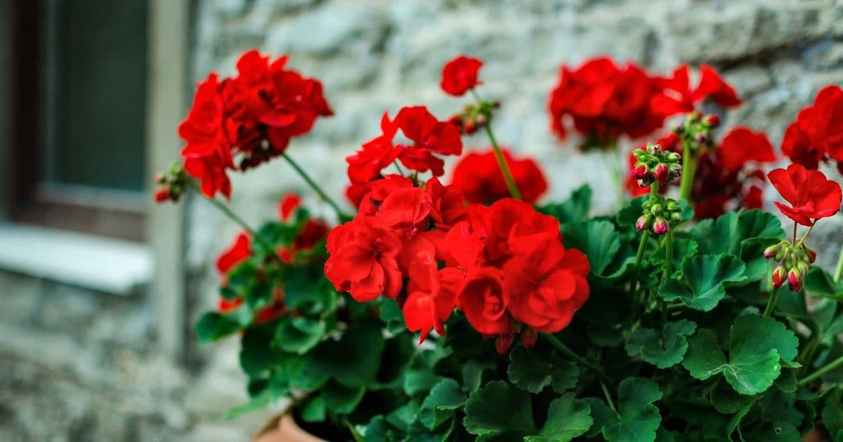 Februári muskátli-ébresztő: A virágdömping titka a metszés!