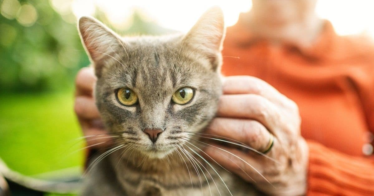 Idős macskatartók figyelem: miért lehet veszélyes a cica 65 felett?