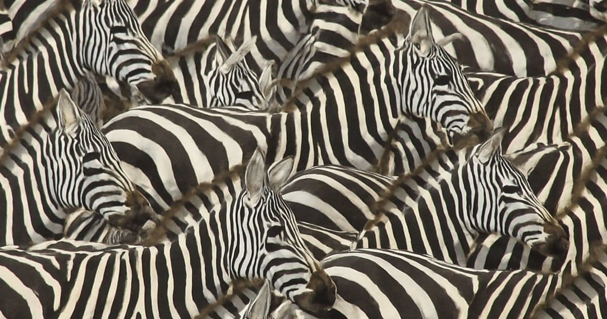 Zebrák titka: Miért kápráztatják el a bögölyöket?