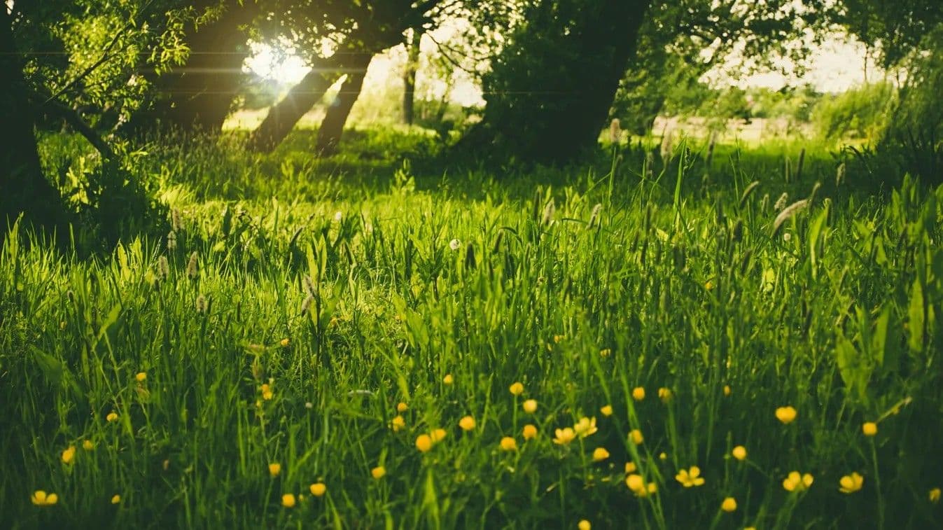 Tavaszi csoda: Március beköszöntött, napsütés és meleg vár ránk!