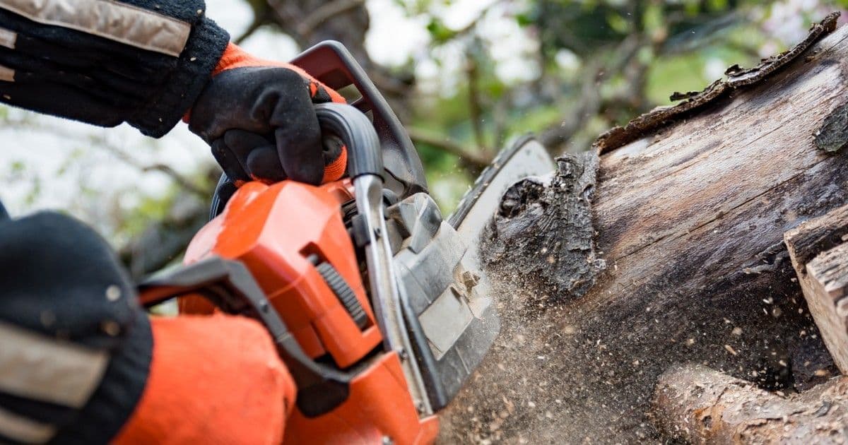 Kerti csoda született: így lett a kivágott fa az udvar ékköve!