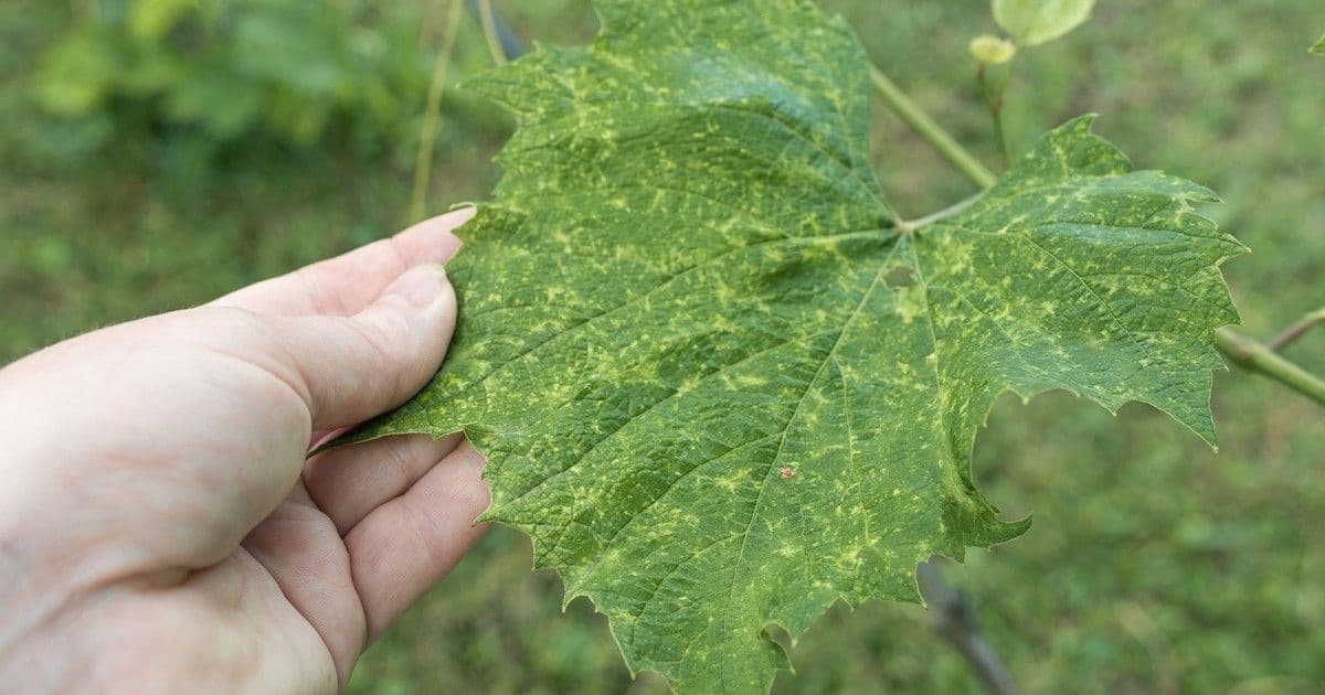 Zala megye szőlőültetvényei veszélyben: drasztikus intézkedések a járvány megfékezésére