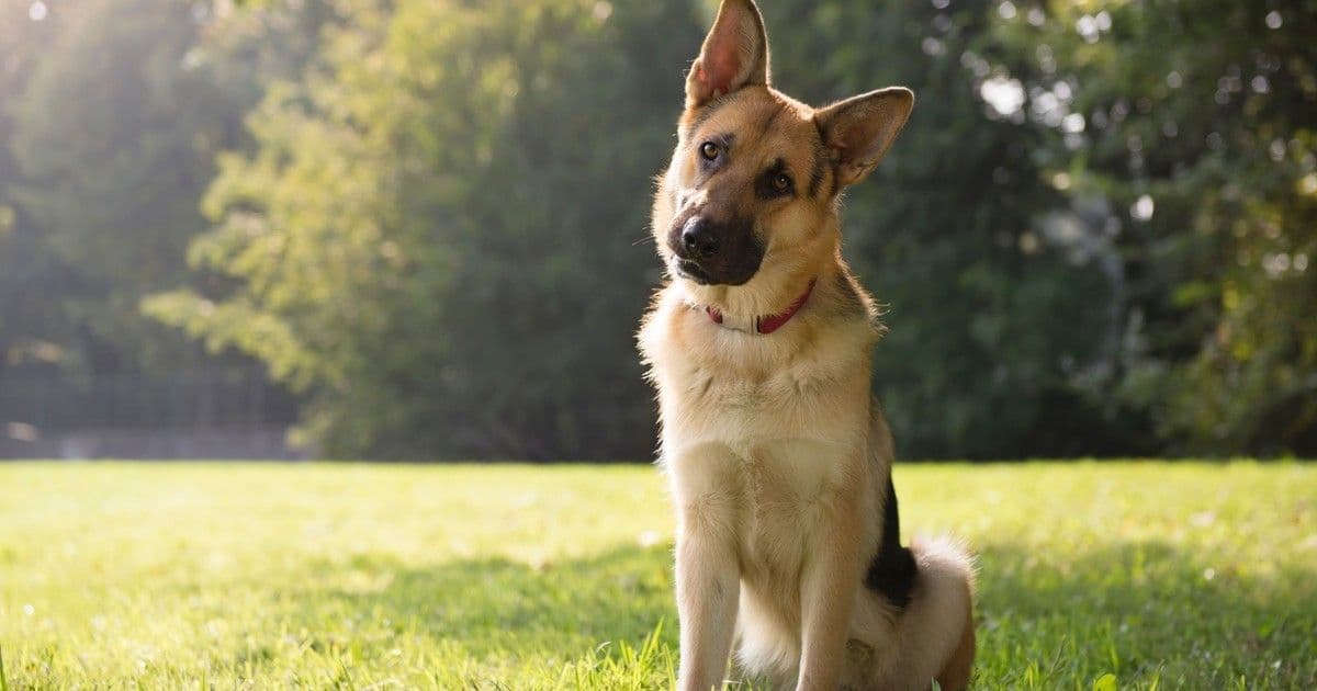 Kutyád titkos fejbiccentése: a zseniális trükk, amit minden gazdinak tudnia kell!