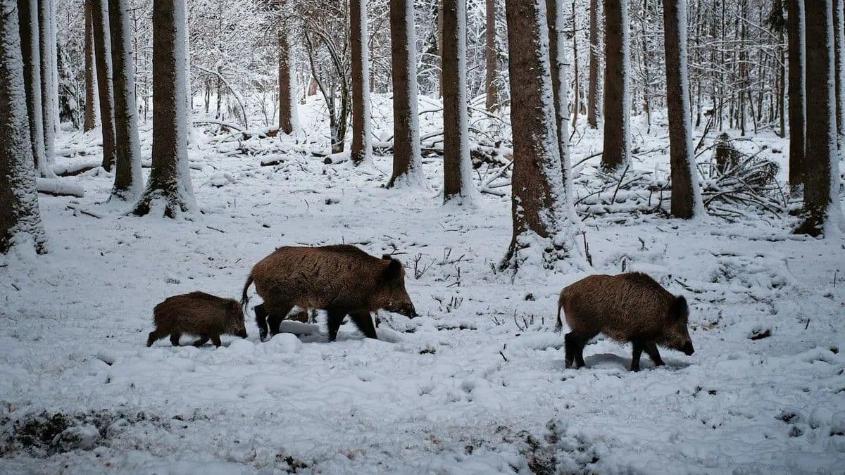 Súlyos betegség terjed: egész Nógrád fertőzött területnek számít 