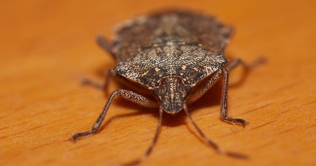 Poloskainvázió a lakásban? Így űzd el őket szagmentesen!