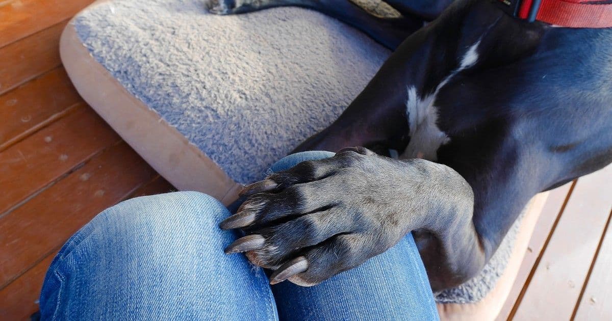 Mit üzen a kutya mancsa? Fedezd fel a titkos jeleket!