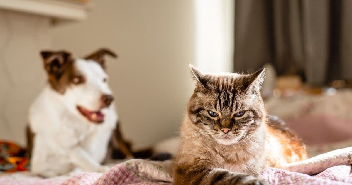 Veszélyes kutyafertőzés Budapesten: vajon az emberek is veszélyben vannak?