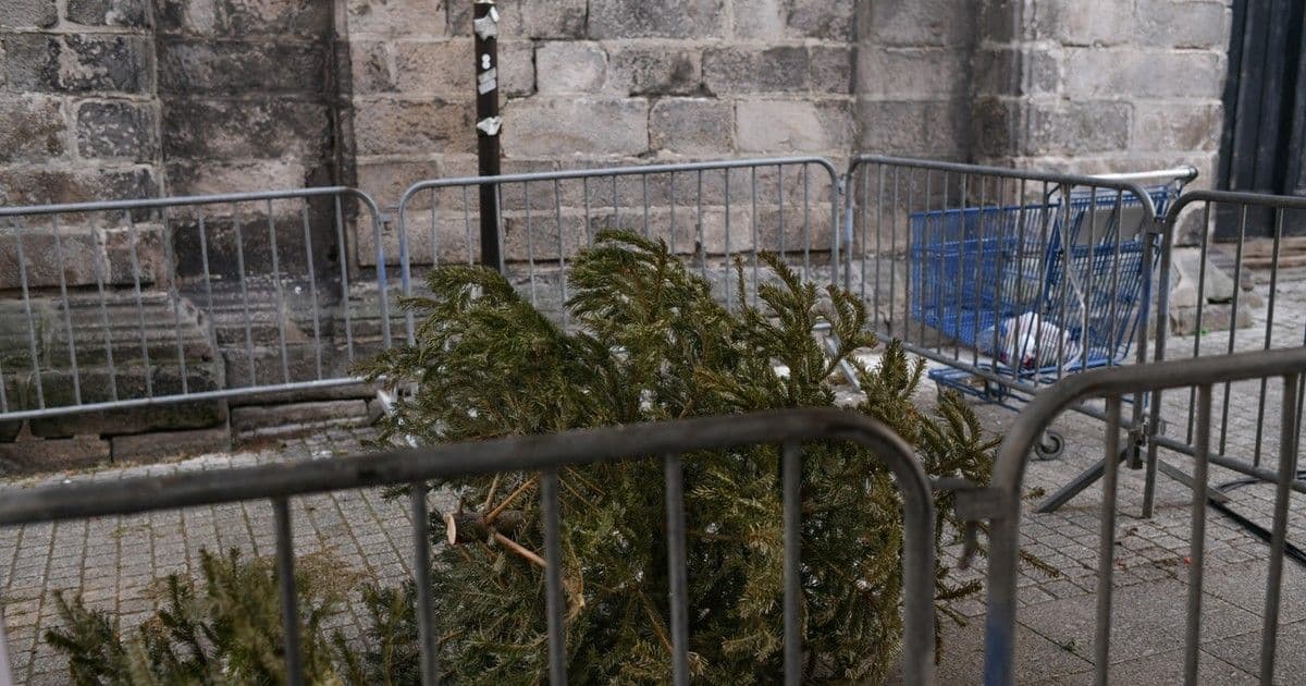 Fenyőfa-mizéria: Így kerülhet 300 ezer forintba a karácsonyfa kidobása!