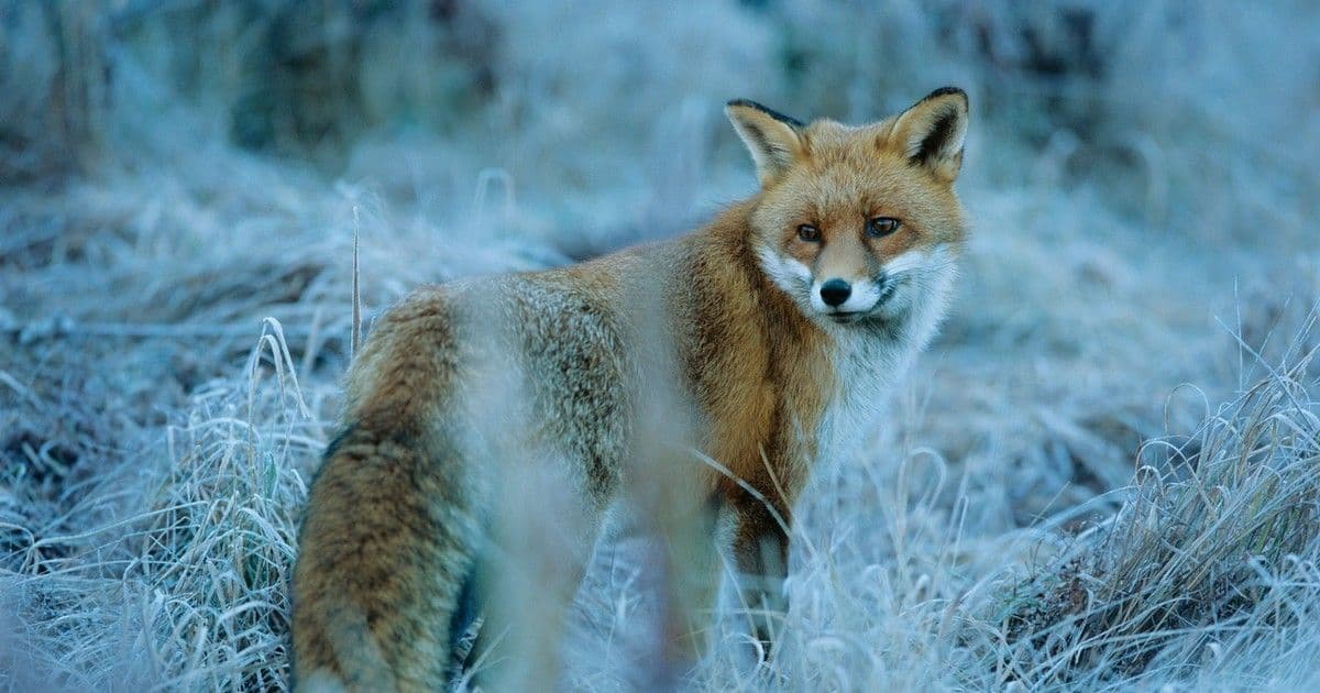 4 csillagjegy, akik mindig túljárnak az eszeden