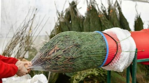 Megdöbbentő árak: Ennyibe kerül idén a karácsonyfa!