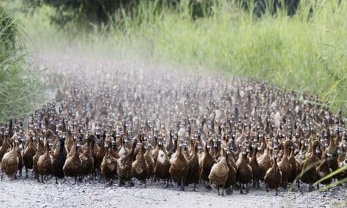 Kacsák inváziója: 10 000 tollas katona rohamozza meg a rizsföldet Thaiföldön!